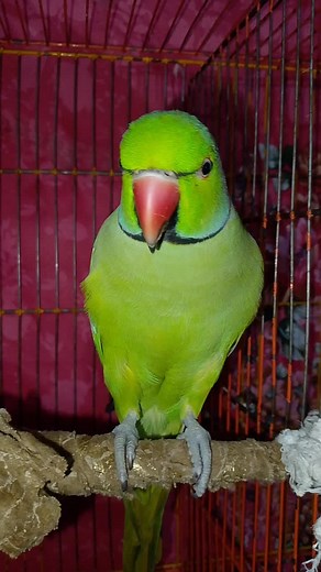 parrot talking #foryoupage_foruyou_tiktok