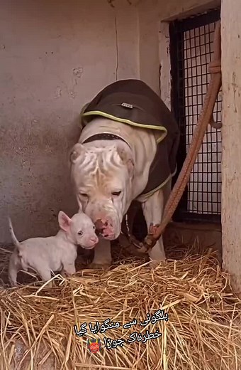 #foryou #foryoupage #fypシ #viral #viralvideo