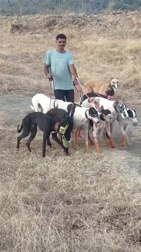 Greyhound Hunting Squad on Duty 🐕⚡ | Field Hunting Action#greyhound #huntingdog #dogshorts