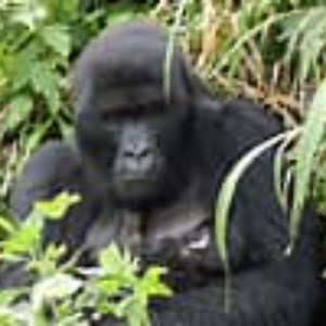 satisfactorygorilla - Twitch