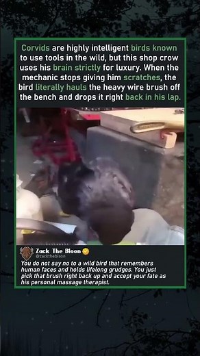 CROW DEMANDS MORE PETS