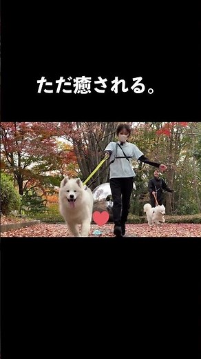 How cute is this...! The truth about Samoyed poop.【Samoyed Cafe AL Machida】#dog #samoyed #samoyed...