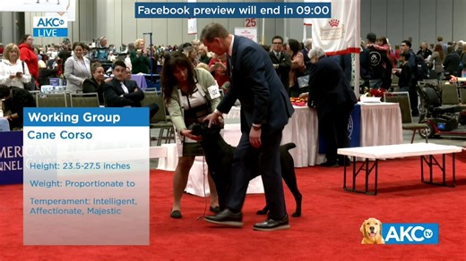 Enjoy a preview of Groups and Best in Stakes from 2025 AKC/Royal Canin National All-Breed Puppy & Junior Stakes Full coverage: http://AKC.tv or download the AKC.tv app | American Kennel Club