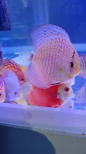 Discus settling well, mixed colour Eruptions, Marlboroughs, Pigeon Blood and more, price range from £35-£69 depending on size and strain Please call for further info Open today till 5.30 | East Lothian Aquatics | Facebook