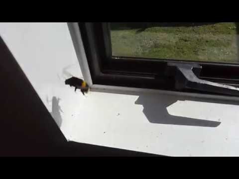 Bumblebee trapped in house