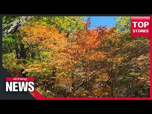 Autumn leaves blast vibrant colors at Seoraksan Mountain in S. Korea