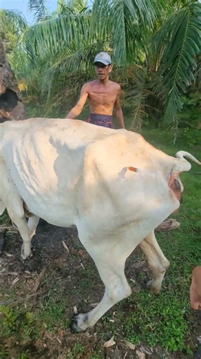 Inject antibiotik pada induk sapi #animals #sapi #shorts