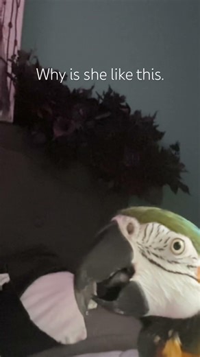 Oscar throwing chips at my iPad. Neat. #macawlife #parrot #weird #pets #funnypets #macaw