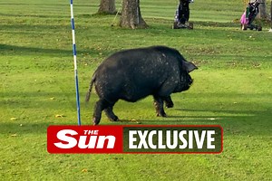 Moment menacing pigs close golf course after attacking & injuring three members