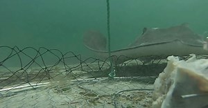 These Fishers Put a GoPro on a Crab Net. The Results were Surprising