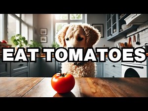 Can Dogs Eat Tomatoes? Explained