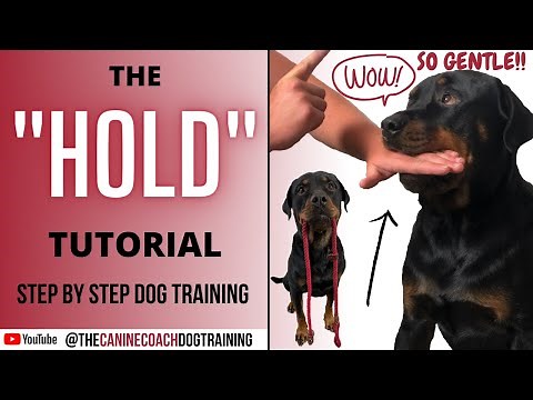How To Teach Your Dog To HOLD Anything!!!