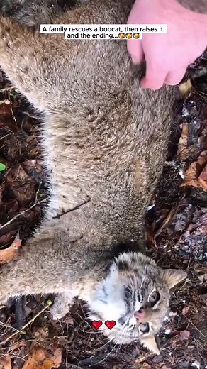 Rescued Bobcat Raised by Loving Family
