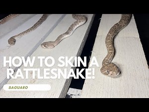 How To Skin A Rattlesnake!