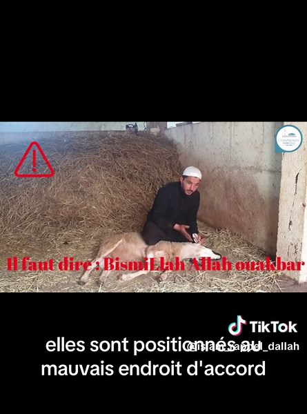 COMMENT APAISER UN MOUTON AVANT DE L'EGORGER ? #mouton #eid #eidmubarak #sacrifice #islam #musulman #rappels_islam