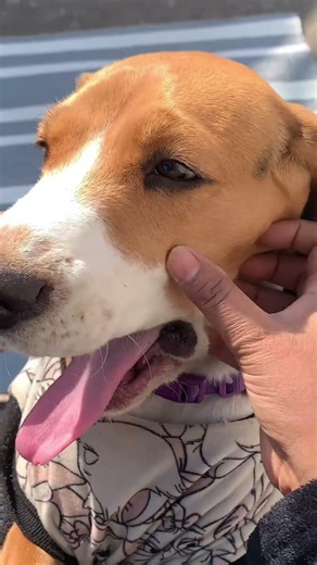 Cute Puppy Video 😍 Mera Buggu Oye 🤗 #youtubeshorts #shorts #CharlieBella #Beagle #DogLife