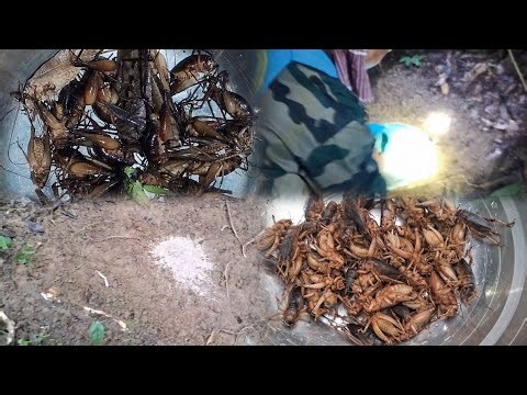 Searching n Catching Crickets insects in the jungle by Rice polish