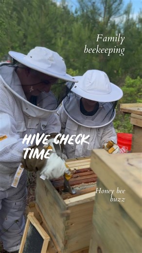 Family hive check today — teamwork, adventure, and a little buzzing magic! Love sharing this sweet journey together. #FamilyBeekeeping #HiveLife #BeeAdventure #SweetLife #HouseOfHoneys #honey #bees #beekeeping #fyp #boymom #family