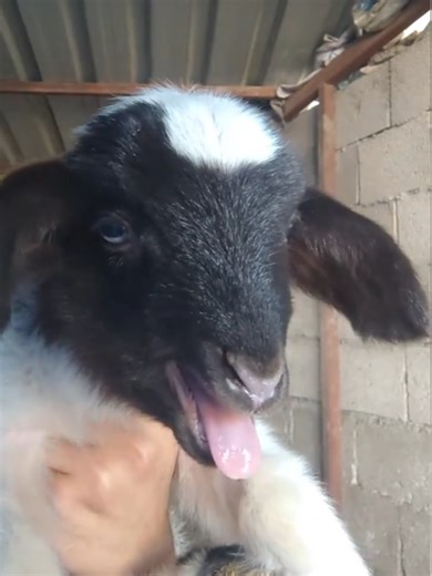 Charming Sounds of Cute Farm Animals