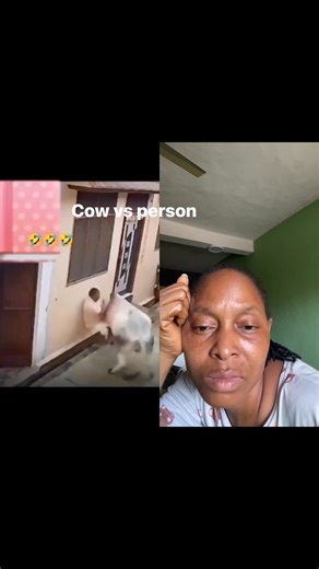 Cow vs person | Funny Naija Videos