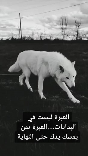White Wolf in Natural Landscape - Grassy Field Walk