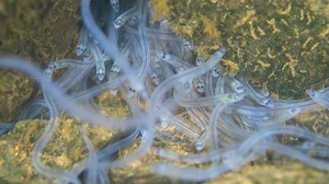 Baby eels, big money: How to get the elver fishery under control