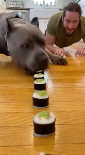 Man vs Dog | Sushi Rolls 🍱 #shorts #sora