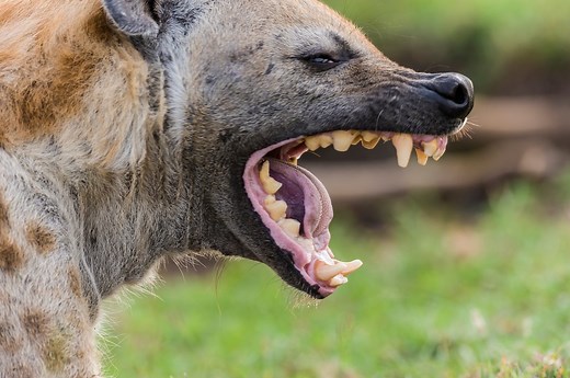 Strongest bites on the planet: For many animals their jaws are their deadliest weapons - able to pierce skulls, crack bone and crush prey | Discover Wildlife