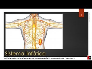 Sistema linfático. Partes y funcionamiento