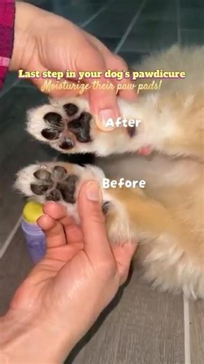 Last step in every dog’s paw care routine is this! 🐕🐾💛