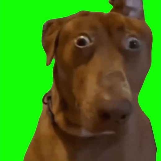 Shocked Dog - Green Screen
