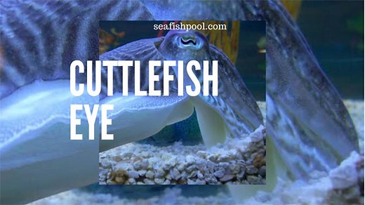 Cuttlefish Eye: Facts: Why do Cuttlefish have Weird Eyes? - SeaFish