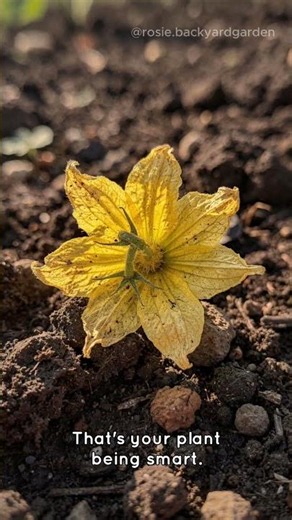 Why your tomato flowers are falling off