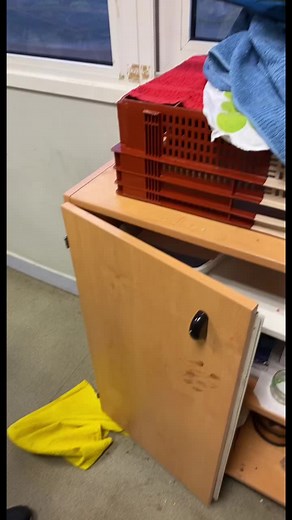 Blue and Yellow Macaw Engaging Actions and Interactions