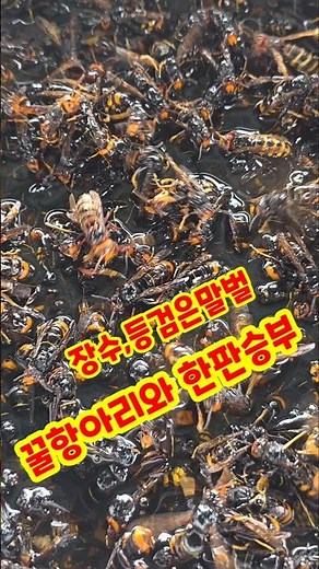 Giant hornets and yellow-legged hornets are killing all our honeybees #shorts