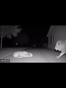 16K views · 114 reactions | Pretty things on Reels | Facebook