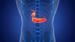 Human Internal Organs Pancreas with Gallbladder Anatomy Animation Concept. 3D