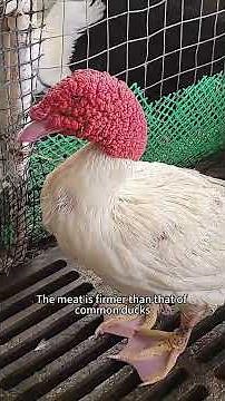 different types of ducks #duck #animals #didyouknow #educational #shorts