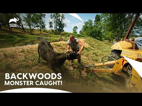 Turtle man Battles The Wilkins Family Pond Monster | Call Of The Wildman S1 E5 | Animal Planet India