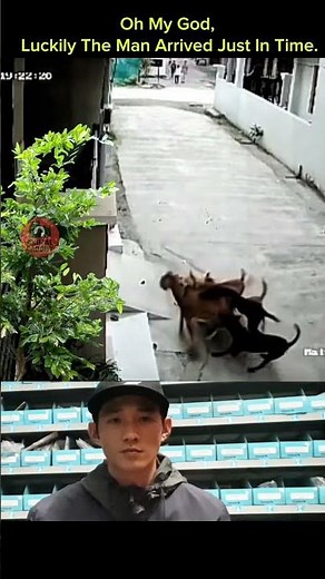 Security Camera Captures Man Rescuing Goat Surrounded by Wild Dogs – Intense Moment
