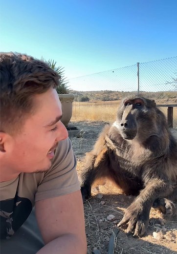 Adorable Baboon Photo Bomber Moment