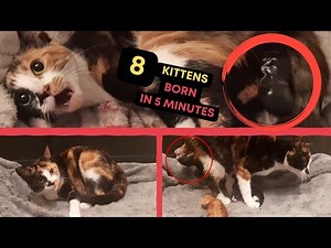 Kittens Being Born | Cat Giving Birth To 8 Kittens In 5 Minutes