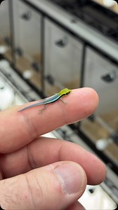Baby neon day geckos (Phelsuma klemmeri) come out of the egg colorful and calm. It’s always a joy setting up freshly hatched klemmeri. #Gecko #babygecko #cute #cutereptiles #phelsuma #phelsumaklemmeri #neondaygecko #daygecko #livingart #reptiles #herpetoculture #lizards #rarereptiles #reptilebreeder #reptile #lizardsofinstagram #reptilesofinstagram | Living Art by Frank Payne