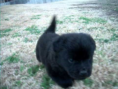 Cutest Puppy Dog Playing! Lab Chow mix!