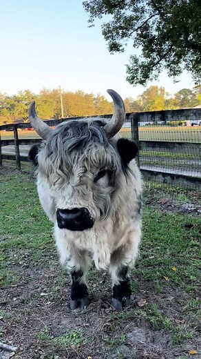 Mini Fluffy Cows: Meet Meadows, the Adorable Highpark Bull!