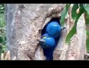 26K views · 738 reactions | lovely | Amazing pictures | Facebook