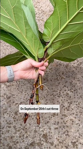 How to propagate fiddle leaf fig