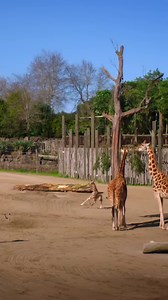 5M views · 19K reactions | "She was definitely worth the wait" ⏰ #MAFSAU | Three | Facebook