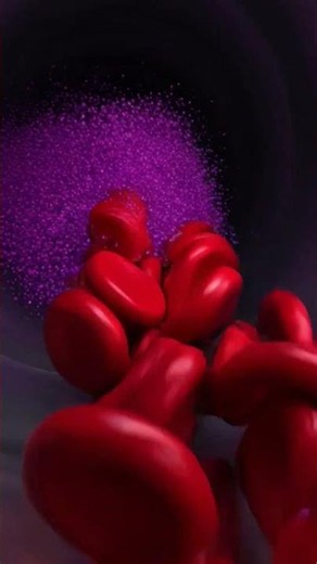 The danger of "Metabolic Endotoxemia" (Toxic Leaching)