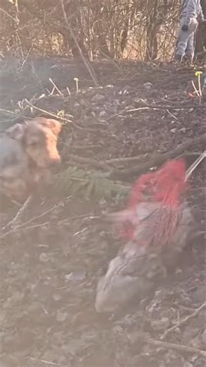 Into the net #ferreting #rabbiting #huntinguk #trapped